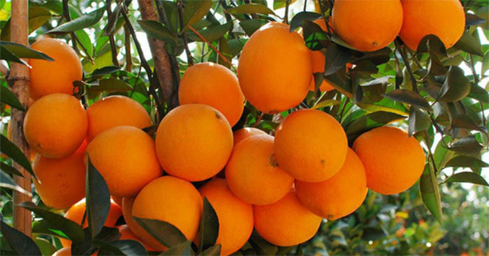 Tả cây cam (17 mẫu)