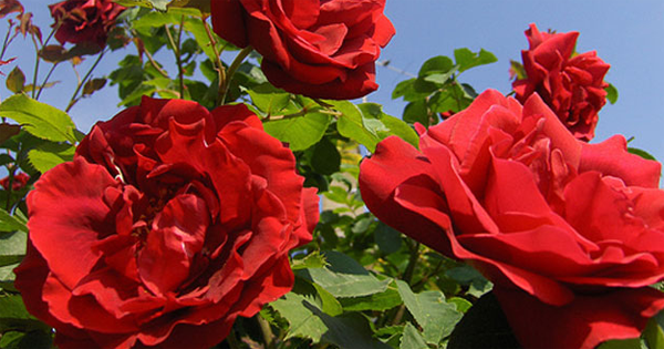 Tả cây hoa hồng lớp 4 Hay Nhất (19 mẫu)