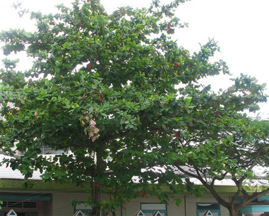 Tả cây bàng lớp 6