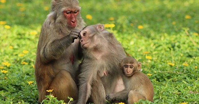 Tả con khỉ trong vườn thú (8 mẫu)