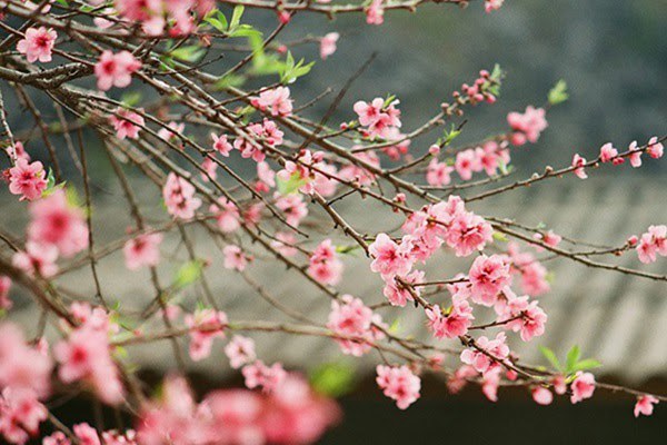 10 mẫu thuyết minh về cây hoa đào hay chọn lọc