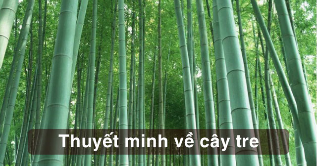 Top 14 bài Thuyết minh về cây tre Việt Nam mới nhất